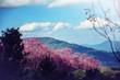 background nature Flower Valentine. Prunus cerasoides. Mountain