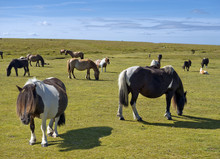 Semi-feral Herd Of Dartmoor Pony On A Meadow In Cornwall, South West England