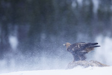Golden Eagle (Aquila Chrysaëtos) On Deer Carcass, Flatanger, Norway, November 2008