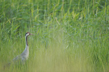 European / Common Crane (Grus Grus) Morko, Sormland, Sweden, July 2009