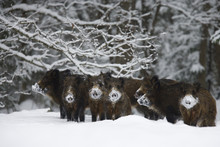 Wild boar (Sus scrofa) herd with snow covered noses from feeding, Alam-Pedja Nature reserve, Estonia