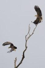 White Tailed Sea Eagles Taking Off From Perch, Romania