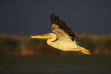 Eastern White Pelican (Pelecanus Onocrotalus) Flying Above Water, Danube Delta Rewilding Area, Romania May Sequence 7/10
