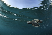 Loggerhead Sea Turtle (Caretta Caretta) Hatchling Swimming Out Into The Sea, Turkey. July.