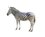 Fototapeta Konie - Zebra isolated