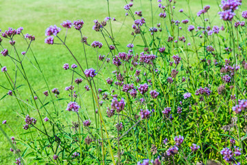 Wall Mural - Verbena flowers in Thai