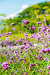 Wall Mural - Verbena flowers in Thai