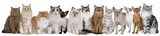 Fototapeta Koty - Große Katzengruppe mit mehreren Katzen nebeneinander sitzend