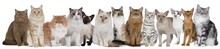 Große Katzengruppe Mit Mehreren Katzen Nebeneinander Sitzend