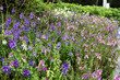 Beautiful flowers in the garden