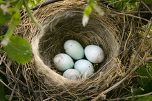 Small Nest With Five White Eggs