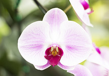 Close-up Of Pink White Phalaenopsis Orchid Flower
