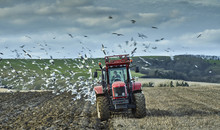 A Farm Tractor Ploughing A Field In Autumn Surrouned By Feeding Gulls