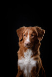 Fototapeta Psy - Portrait of a dog in studio, emotion
