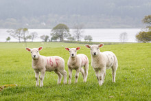 Three Cute Little Lambs On A Row