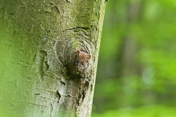Wall Mural - european pine marten, martes martes, czech republic