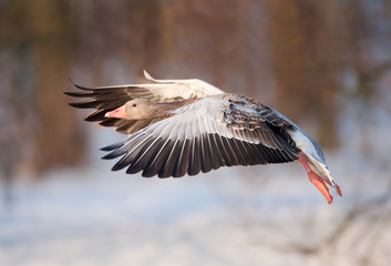 Wall Mural - greylag goose, anser anser, czech republic