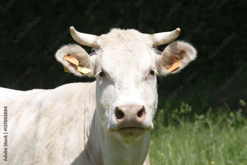 Poster Vache Charolaise Nikkel Art Poster Vache Charolaise Nikkel Art