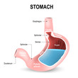Detailed diagram of the structure from inside of the stomach