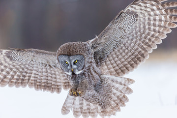 the great grey owl or great gray is a very large bird, documented as the world's largest species of 