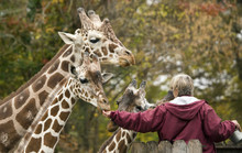Giraffe Feeding Time At The Zoo