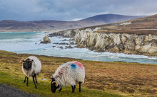 Dramatic Top Irish Ocean Beach View With Grazing Sheep, Shot On Achill Island -top Tourist Spot In Ireland County Mayo For Day Road Trip Or Scenic Drive On Rural Remote West Coast Shore