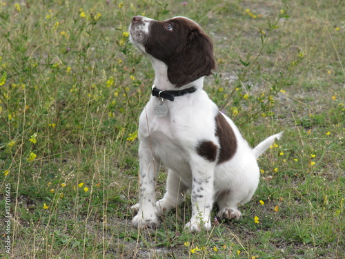 Young Liver And White Working Type English Springer Spaniel Pet