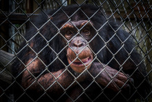 Chimpanzee In Captivity Makes Faces