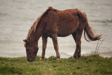 Assateague Island Wild Pony In Maryland