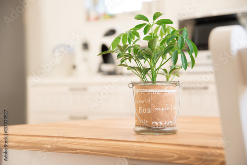 ダイニングテーブルに置いてある観葉植物 Buy This Stock Photo And Explore Similar Images At Adobe Stock Adobe Stock ダイニングテーブルに置いてある観葉植物 Buy This Stock Photo And Explore Similar Images At Adobe Stock Adobe Stock