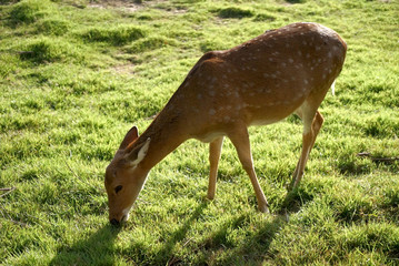 Poster - Deer are feeding the livestock they are beautiful.