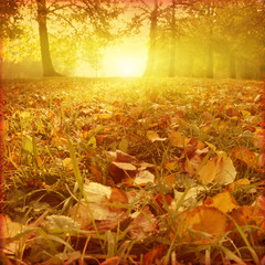 Fototapete - Grunge image of autumn forest at sunset.