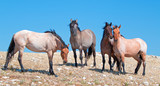 Fototapeta Konie - Small Band of Wild Horse on Sykes Ridge in the Pryor Mountains Wild Horse Range in Montana USA