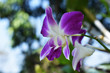 Purple orchid in garden blur background