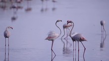 Flamingos Fight On Lake Nakuru, Kenya.  Shot In Super Slow Motion At 240 Fps (Sony FS700 FHD)