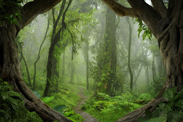 Naklejka natura drzewa dżungla