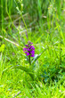 Wild orchis on meadow, spring flowers