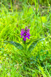 Wild orchid on meadow, spring flowers
