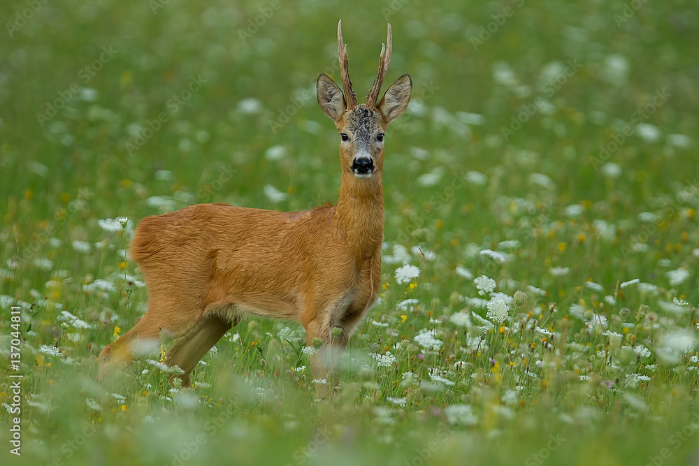 big male roe deer Stock Photo | Adobe Stock