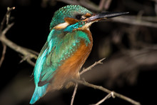 Kingfisher (Alcedo Atthis) Perching On Branch At Night. Common Kingfisher In The Family Alcedinidae Roosting On Alder On River Bank, Isolated Against Black Background