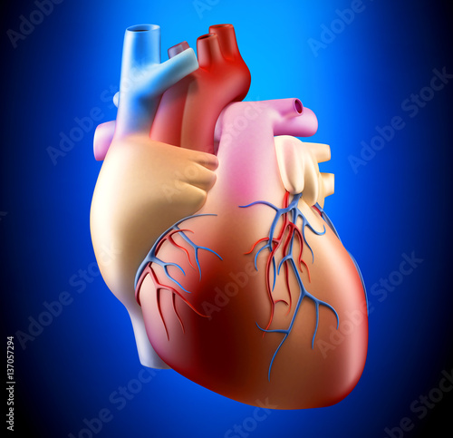 Nowoczesny obraz na płótnie Anatomia serca ludzkiego