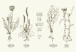 Hand-drawn vector illustration of herbs for weight loss: dandelion, horseradish, ginger, plantain.