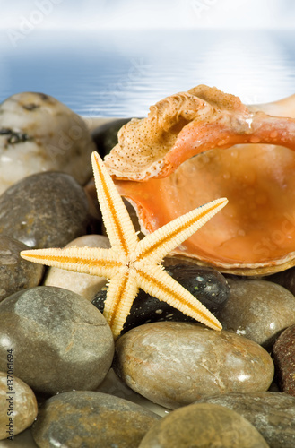 Naklejka na drzwi image of seashell in the sand against the sea