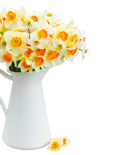 Fresh Spring Light And Dark Yellow Daffodils In Vase Close Up Isolated On White Background