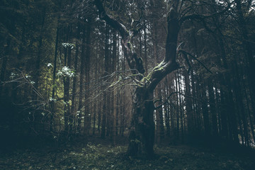 Fototapete - Creepy old tree in dark foggy forest