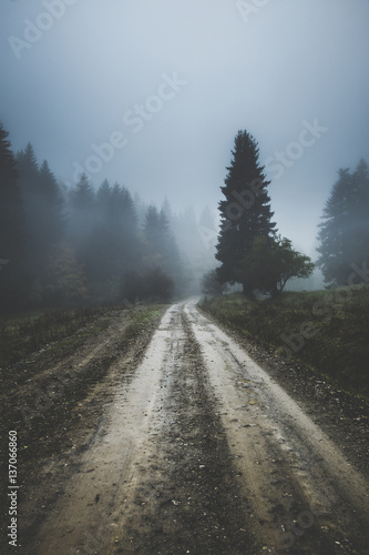 Gloomy day on foggy forest ...