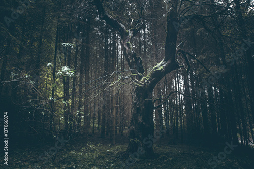 Creepy old tree in dark fog...