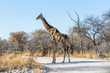 Angolan giraffe (Giraffa camelopardalis) walking across the gravel road in savannah of Etosha national park, Namibia.