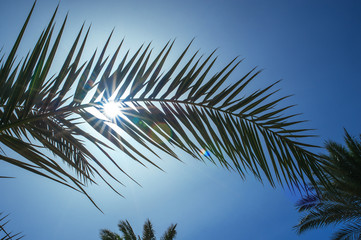 palm leaf on a background of the suns rays
