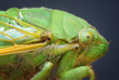 Cicada Close Up